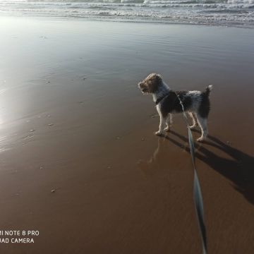 Hotel para Cães