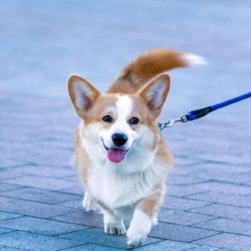 Dog walk/ sitting - Cascais - Banhos e Tosquias para Animais
