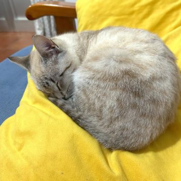 Giuliana - Braga - Katzensitter