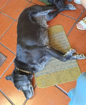 Hotel para Cães