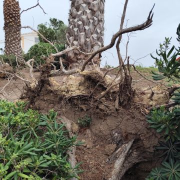 J&T LIMPEZA DE TERRNOS E MANUTENÇÃO DE JARDIM ARDINS - Cascais - Deshierbo