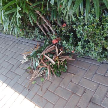 Rogerio - Viana do Castelo - Deep or Spring Cleaning