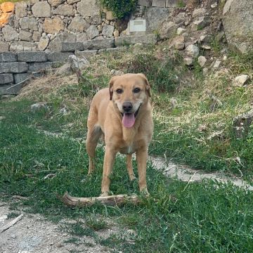 TeresaHebo - Sintra - Hundeausführung