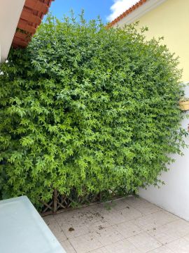 MULTILUK - Amadora - Tree Trimming and Maintenance
