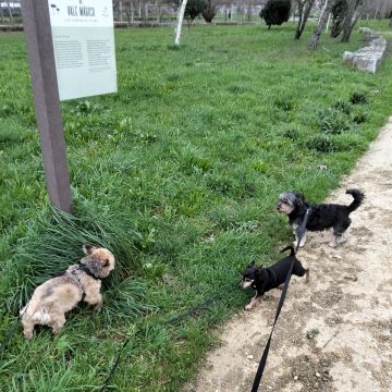 Entre Patas - Vila Nova de Gaia - Pet Sitting