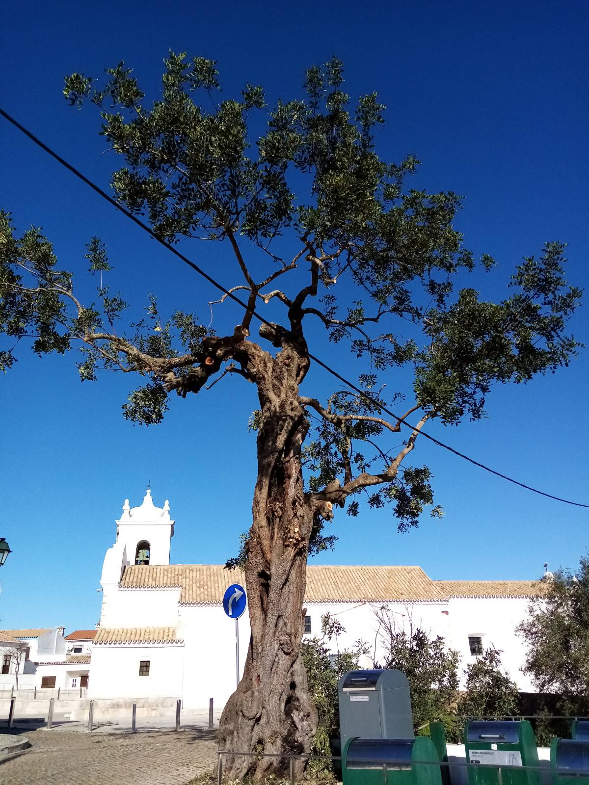 Môce do Mato - Arboricultura e Silvicultura - Loulé - Colocação de Pedra