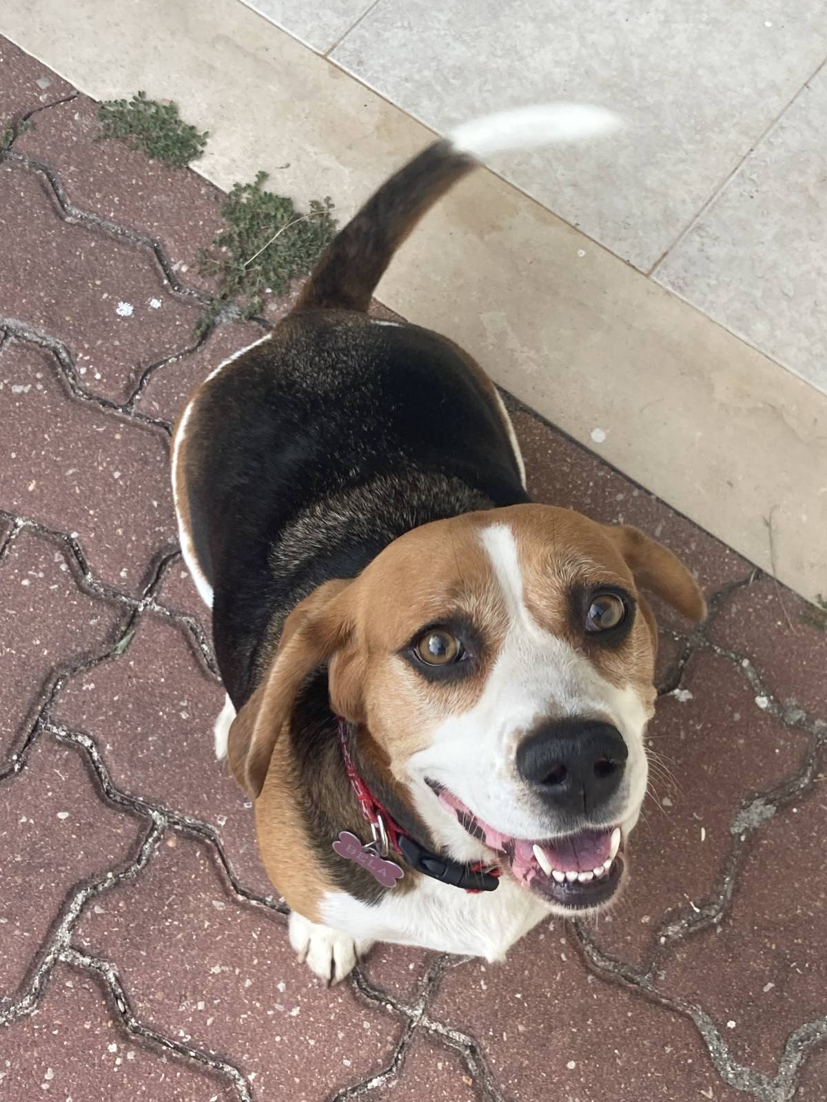 Pet walking - Cascais - Cuidar tus perros