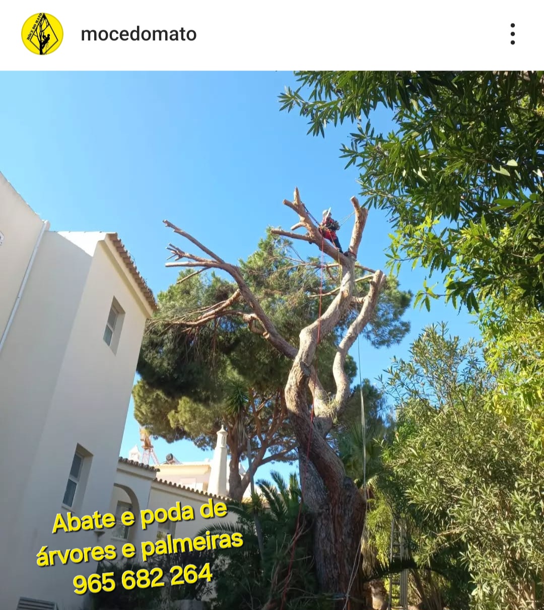 Môce do Mato - Arboricultura e Silvicultura - Loulé - Tratamento de Relvado