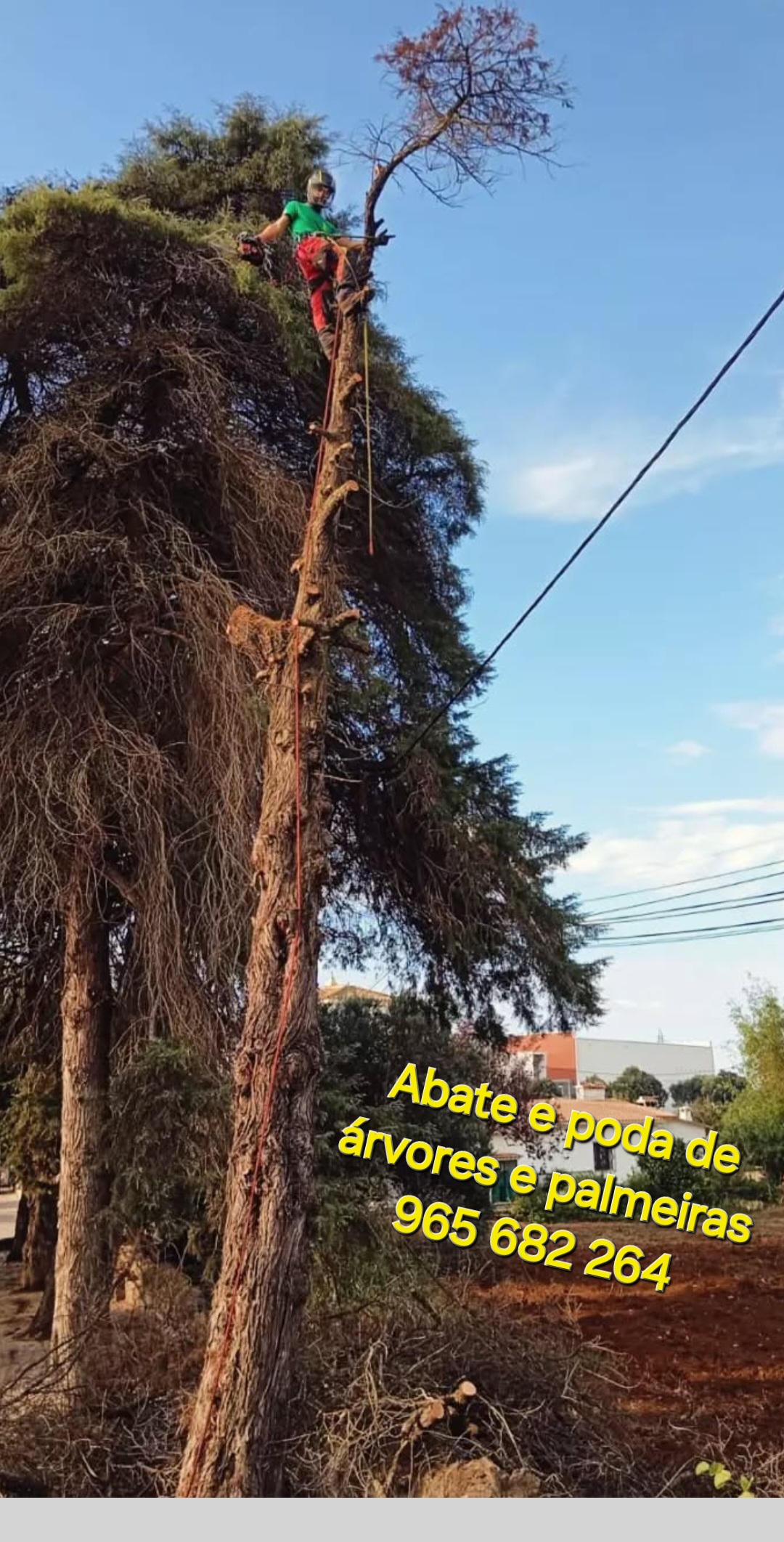 Môce do Mato - Arboricultura e Silvicultura - Loulé - Paisagismo Exterior
