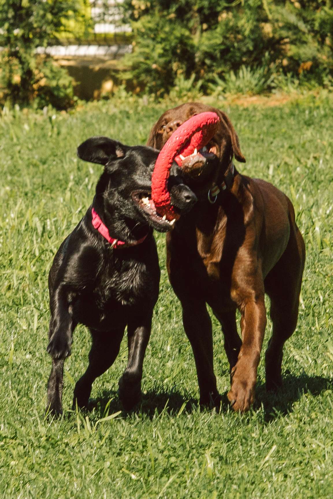 Pata D’ouro - Porto - Treino de Cães - Aulas