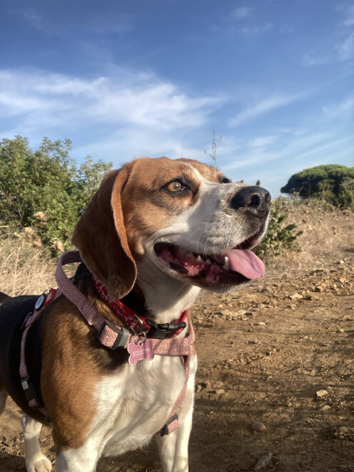 Pet walking - Cascais - Cuidar tus mascotas