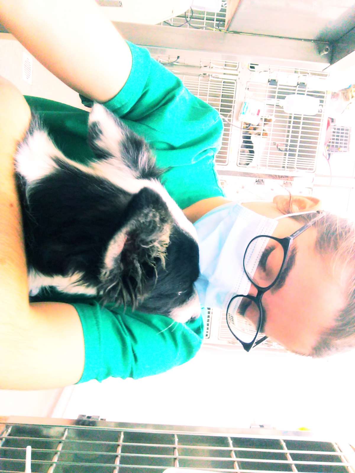 Madalena - Mangualde - Dog Sitting
