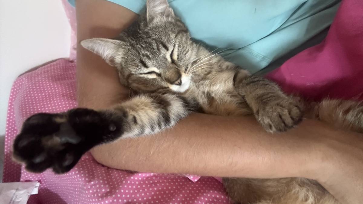 sweet_tails - Gondomar - Hundesitter