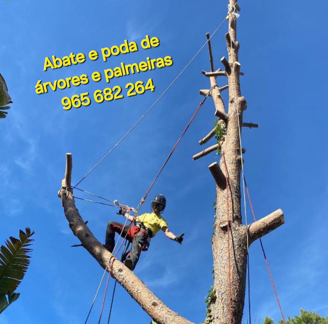 Môce do Mato - Arboricultura e Silvicultura - Loulé - Nivelação de Terreno - Grande Dimensão (mais de 1 hectar)