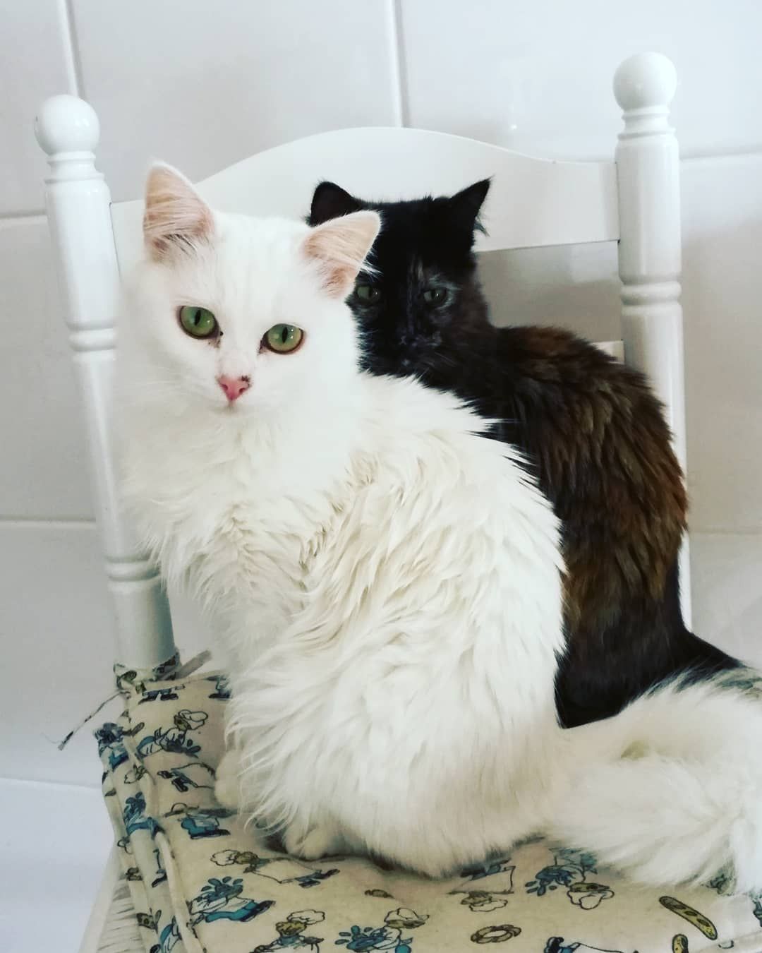 Cuidadora de Animais - Leiria - Cat Sitting
