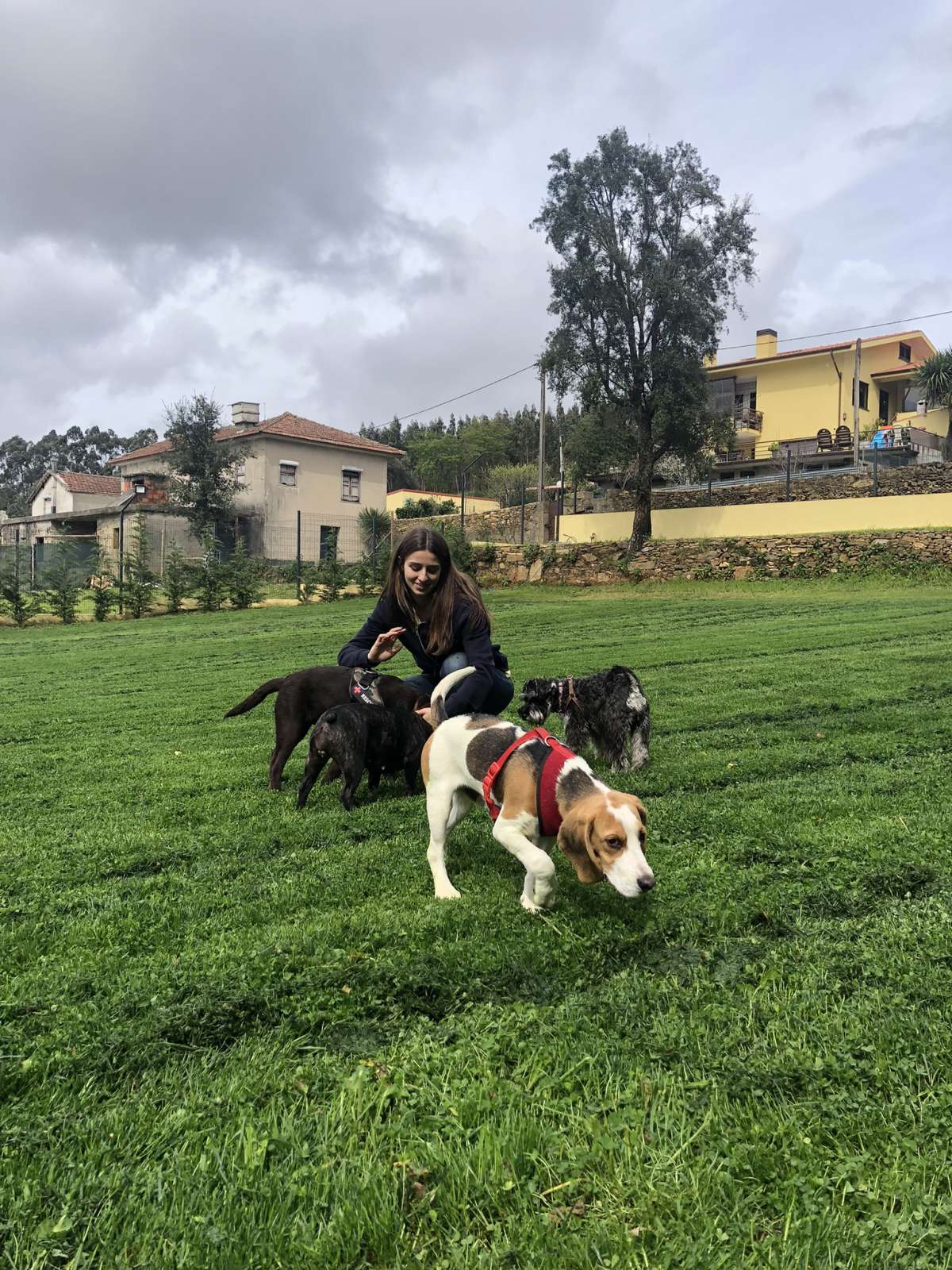 Pata D’ouro - Porto - Pet Sitting