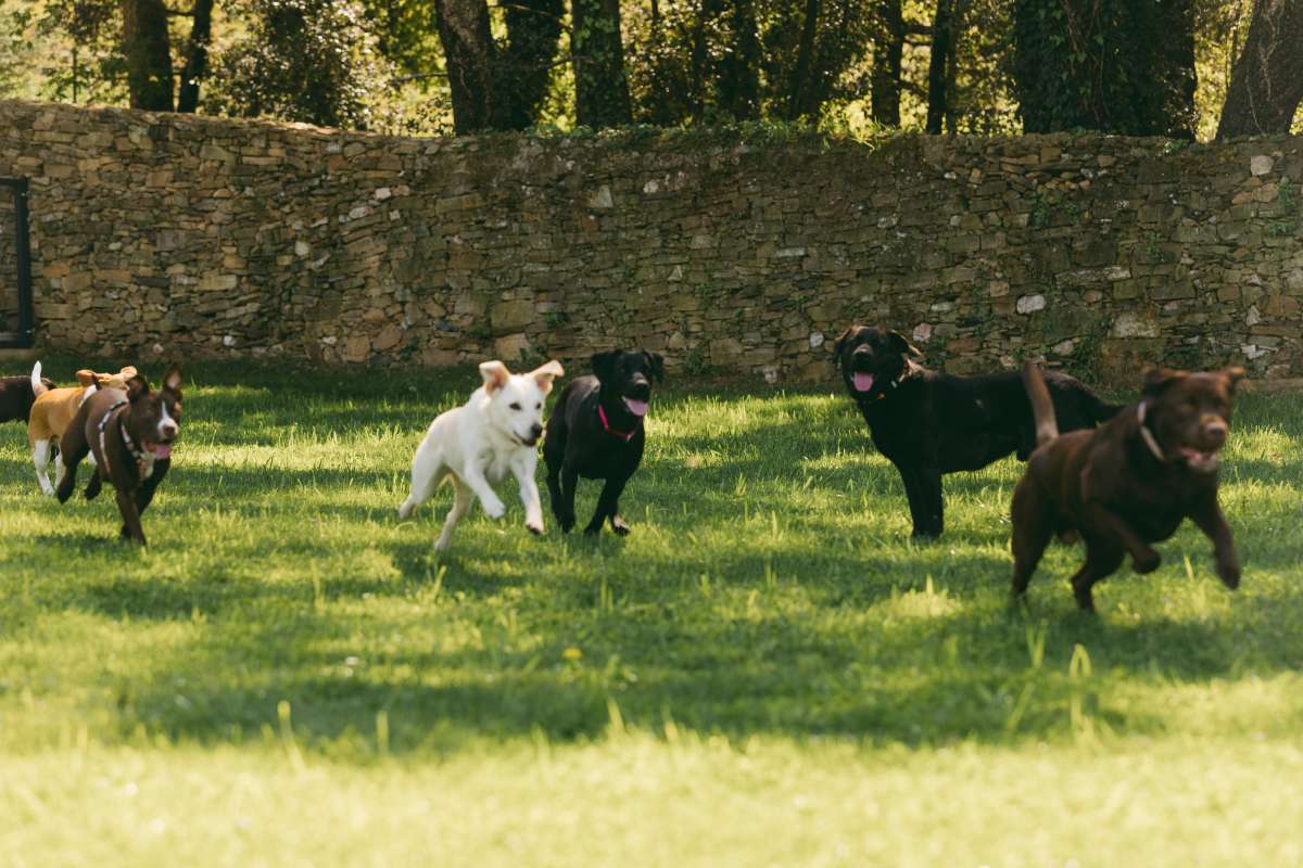 Pata D’ouro - Porto - Banhos e Tosquias para Animais