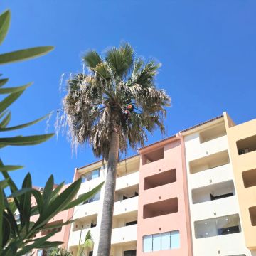 Môce do Mato - Arboricultura e Silvicultura - Loulé - Remoção de Arbustos