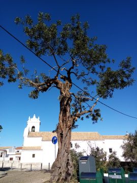 Môce do Mato - Arboricultura e Silvicultura - Loulé - Colocação de Pedra