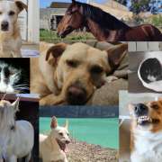 Marta Pires - Montemor-o-Velho - Katzensitter