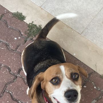 Pet walking - Cascais - Cuidar tus perros