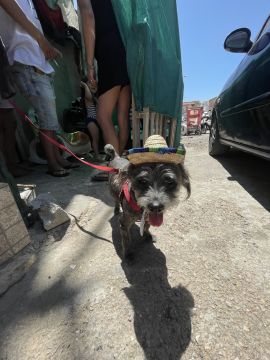 Hotel para Cães