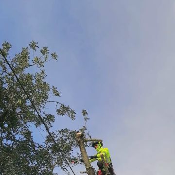 Môce do Mato - Arboricultura e Silvicultura - Loulé - Poda e Manutenção de Árvores