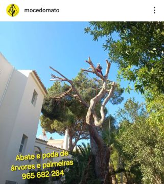 Môce do Mato - Arboricultura e Silvicultura - Loulé - Tratamento de Relvado