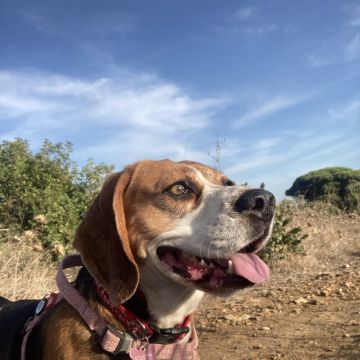 Pet walking - Cascais - Cuidar tus mascotas