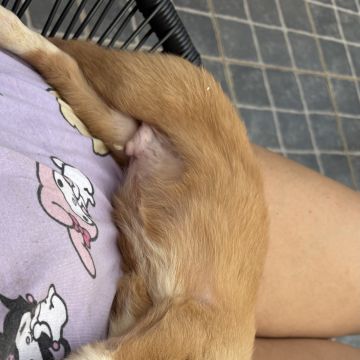 sweet_tails - Gondomar - Katzensitter