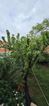 Podador de Árvores