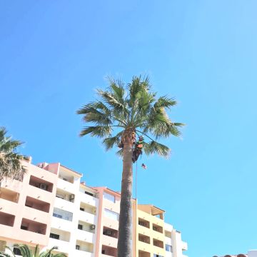 Môce do Mato - Arboricultura e Silvicultura - Loulé - Instalação de Relva Artificial