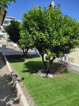 Tree Trimmer
