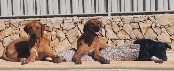 Creche para Cães