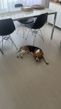 Hotel para Cães