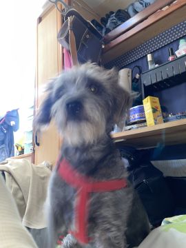 Hotel para Cães