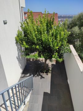 Tree Trimming and Maintenance