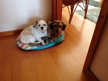 Dog Hotel