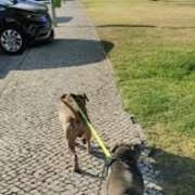 Mariana - Mafra - Dog Walking
