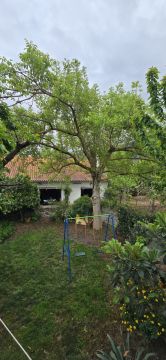 Poda e Manutenção de Árvores - Jardinagem e Relvados