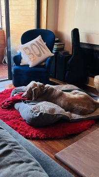 Hospedaje de perros