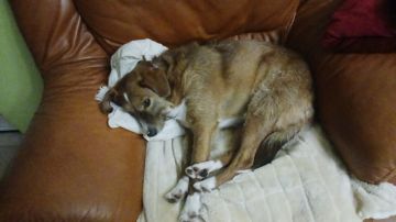 Hotel para Cães