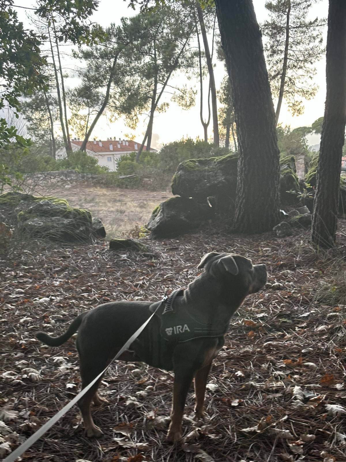Margarida Seabra - Viseu - Dog Walking