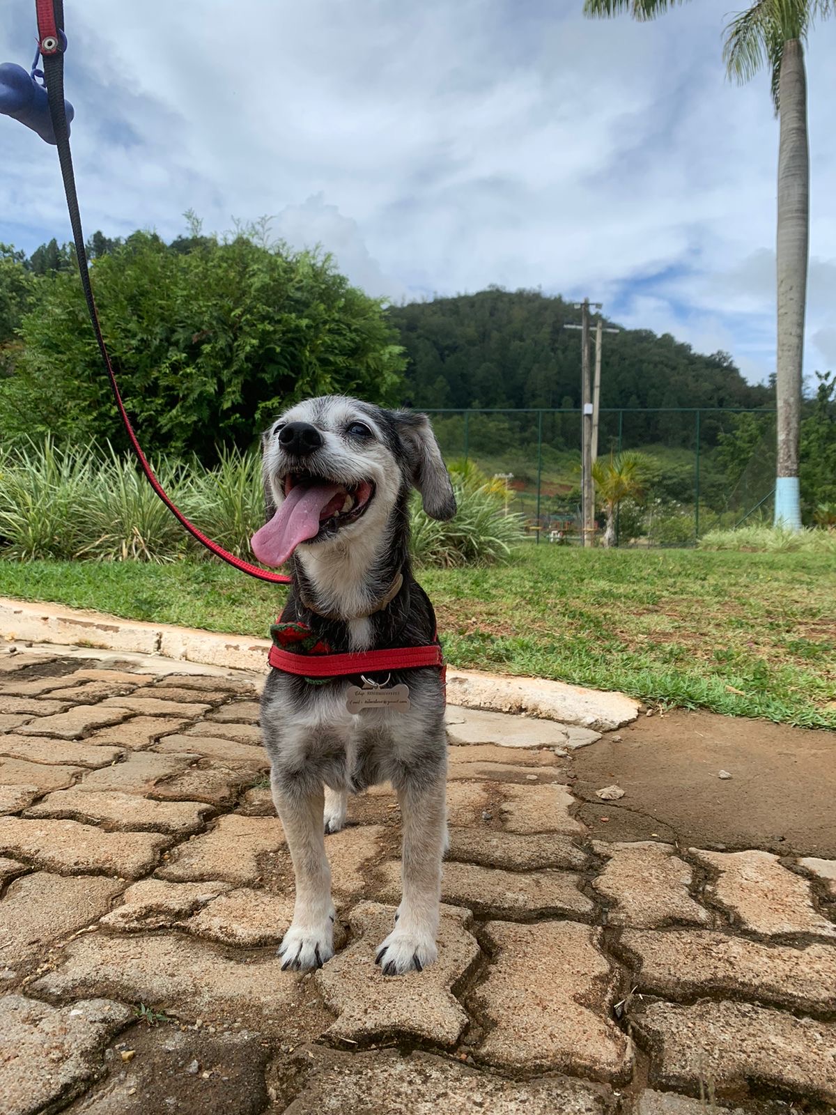 Melissa Siciliano Leme - Porto - Dog Walking