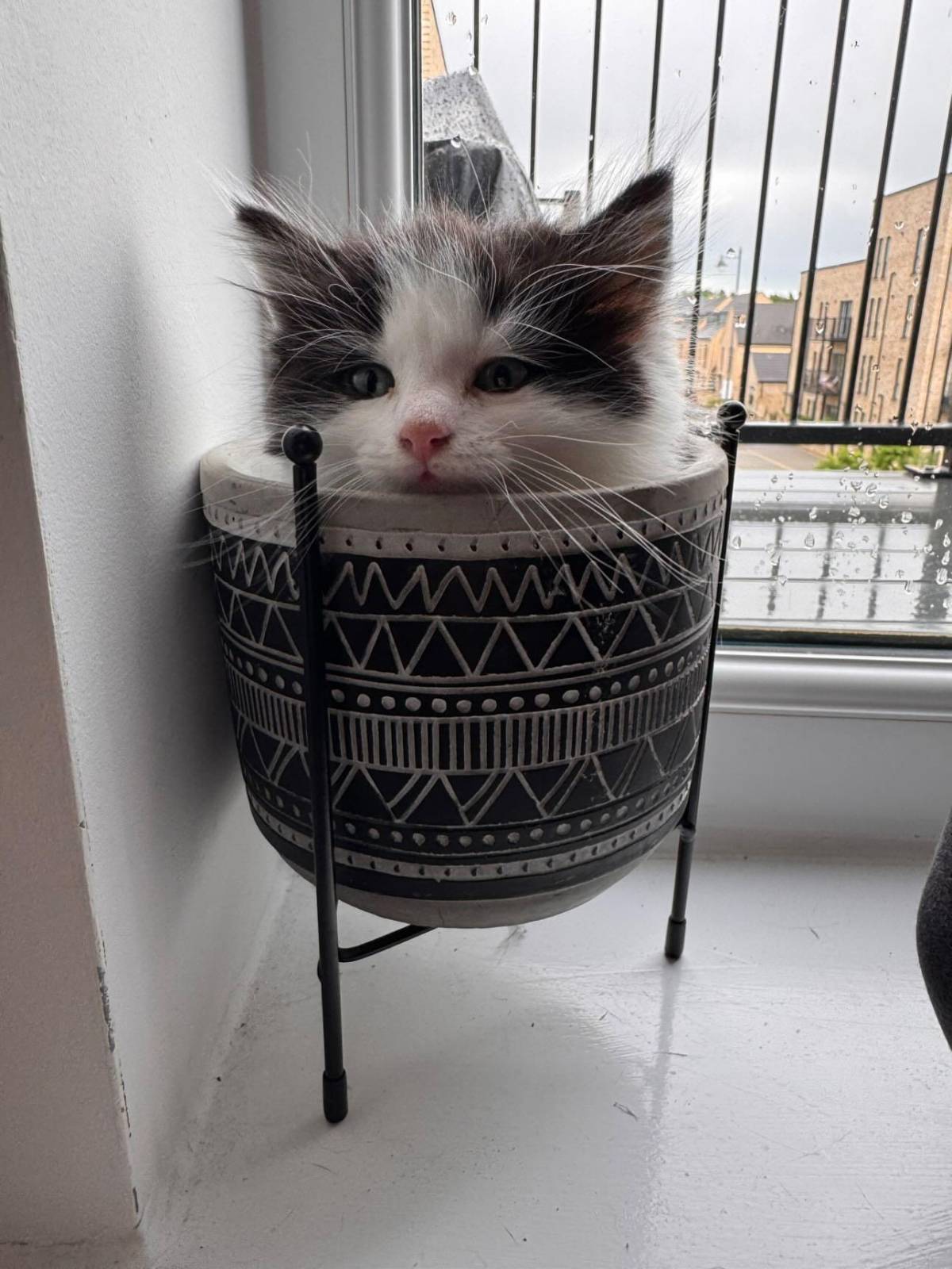 Sara - Almada - Cat Sitting