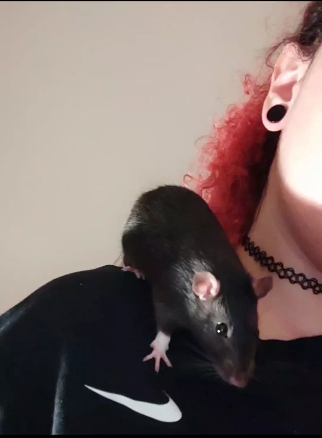 Sara - Almada - Pet Sitting