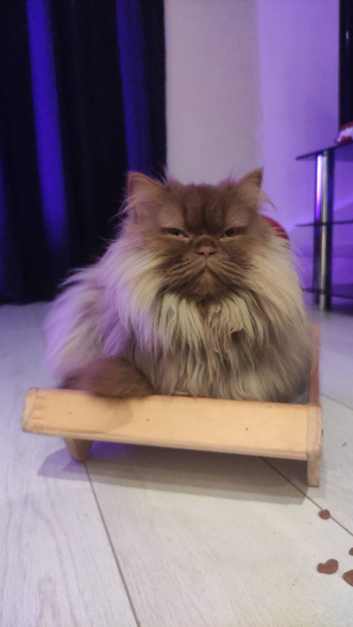 Sara - Almada - Cat Sitting