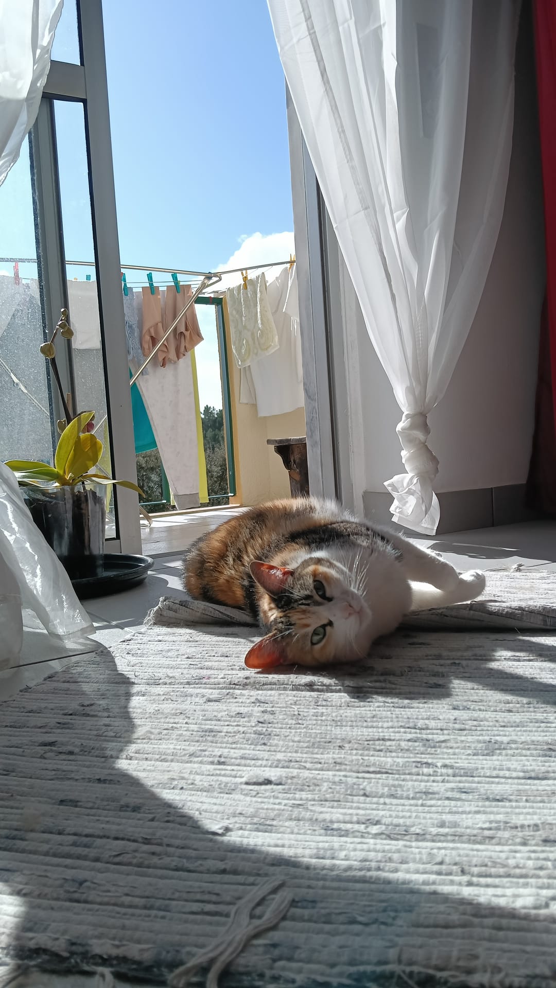 Sara - Almada - Pet Sitting