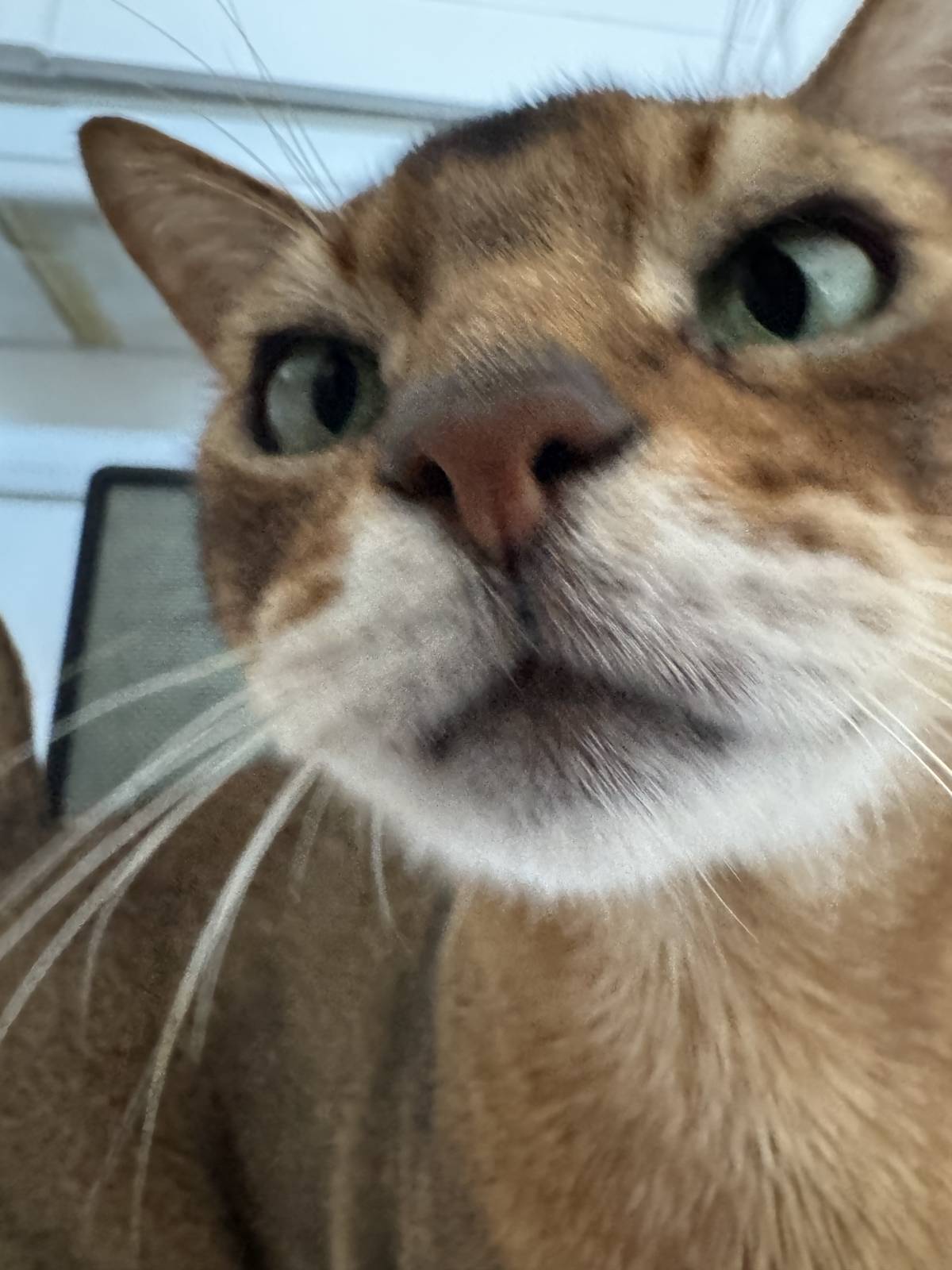 Angelina - Porto - Garde de chat