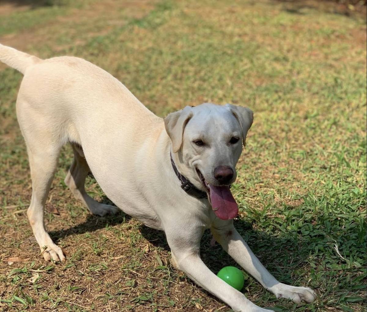Isa & Pets - Cascais - Banhos e Tosquias para Animais